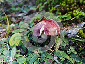 Wild mushrooms in the forest