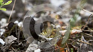 Wild mushrooms in forest