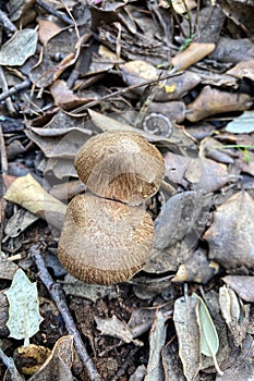 Wild mushrooms in the forest, Andalusia, Sierra Tejeda Natural Park
