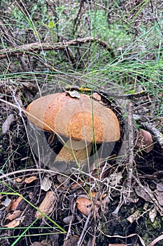 Wild mushrooms in the forest, Andalusia, Sierra Tejeda Natural Park