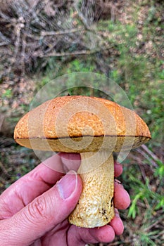 Wild mushrooms in the forest, Andalusia, Sierra Tejeda Natural Park