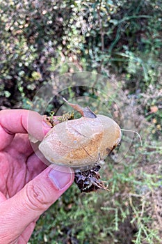 Wild mushrooms in the forest, Andalusia, Sierra Tejeda Natural Park