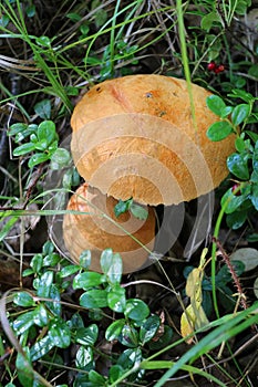 Wild mushrooms in the forest on a green background close-up