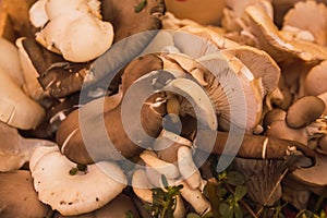 Wild mushrooms from the forest, in a stall of a typical Mexican market called tianguis