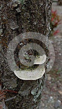 Wild Mushrooms in front of the house