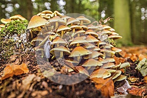 Wild mushrooms and fungi growing on a rotting tree stump