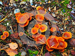 Wild mushrooms for fungi hunters