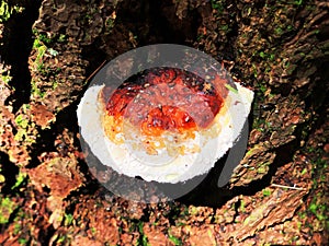 Wild mushrooms,Ganoderma lucidum growing on the tree