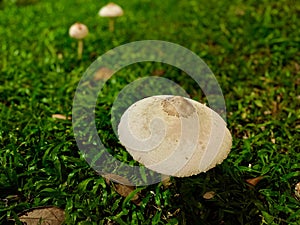 Wild mushrooms on grassy ground
