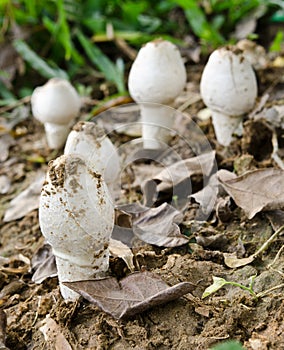 Wild mushrooms on the ground.