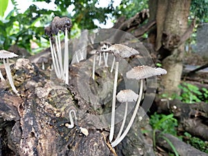 Wild mushrooms grow on decaying trees in the tropical forests