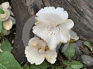 Wild mushrooms grow on fallen trees