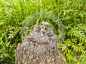 Wild mushrooms grow in weathered tree fellings photo