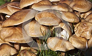Wild Mushrooms growing