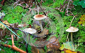 Wild mushrooms growing in England