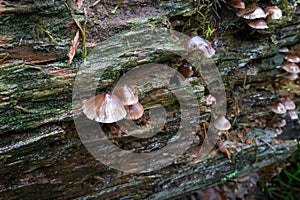 Wild mushrooms growing on a fallen log
