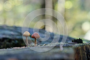 Wild mushrooms growing in a forest