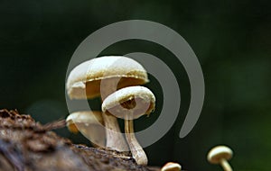 Wild mushrooms growing in a forest