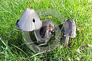 Wild mushrooms growing in the forest.