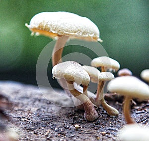 Wild mushrooms growing in a jungle