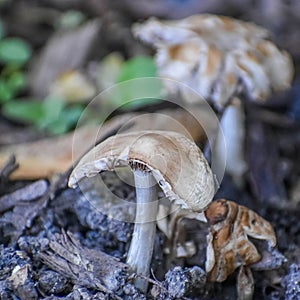Wild Mushrooms Growing in Moist Soil photo