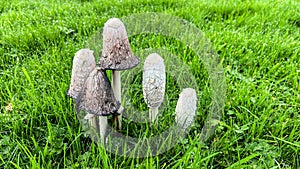 WIld mushrooms growing on normal grass