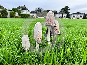 WIld mushrooms growing on normal grass