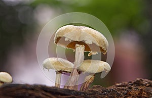 Wild mushrooms growing in a rain forest