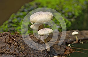 Wild mushrooms growing in a rain forest with green background