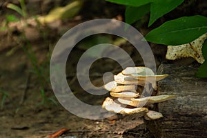 Wild mushrooms growing on the timber. Growth on moist air