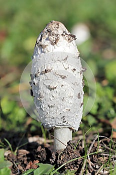 Wild Mushrooms growing wild and close up