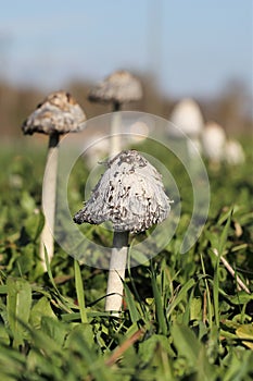 Wild Mushrooms growing wild and in a row