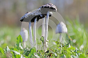 Wild Mushrooms growing wild and tall