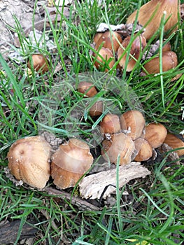 Wild Mushrooms Grows Next to a Tree