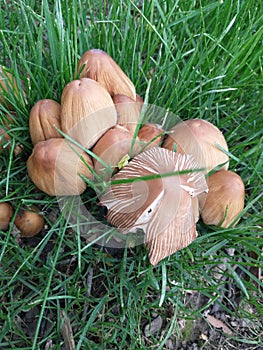 Wild Mushrooms Grows Next to a Tree