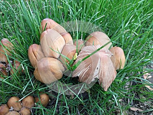 Wild Mushrooms Grows Next to a Tree