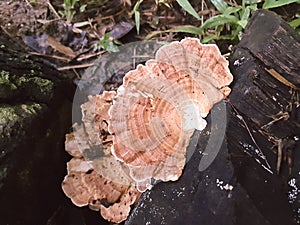 Wild Mushrooms growth