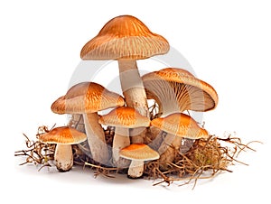 Wild mushrooms isolated on white, wild fungus with grass, ferns and moss, generated ai