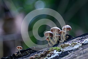wild mushrooms macro closeup from Sri Lanka