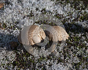 Wild Mushrooms Photo and Image. Mushrooms close-up profile view growing on ground with moss and forest vegetation. Lichen Picture