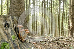 Wild mushrooms on a tree snag