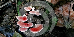 Wild mushrooms on tree stump