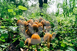 Wild mushrooms up close