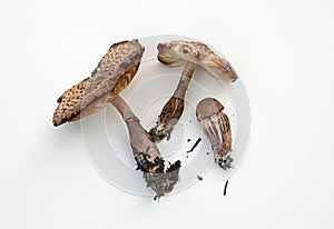 Wild Mushrooms in Various Stages