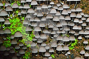 Wild mushrooms on the wall grown in rainy season kerala