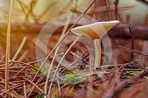 Wild mushrooms in the wet morning forest.