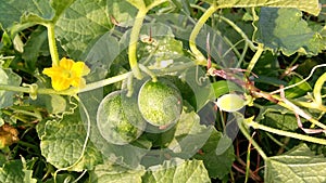 Wild musk melon fruits flower