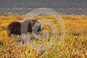 Musk ox