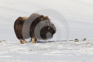 Wild Musk Ox in winter, mountains in Norway, Dovrefjell national park