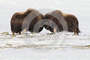 Wild Musk Ox in winter, mountains in Norway, Dovrefjell national park